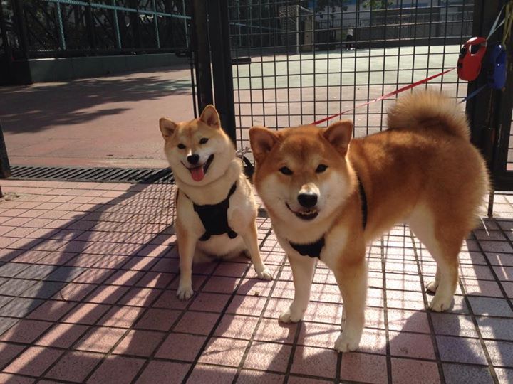 世界杯之夜,恩比德惊艳四座,当篮球巨星点亮足球圣殿